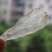 热卖竹叶胶小脆胶清水干净无油胶质多口感酥脆