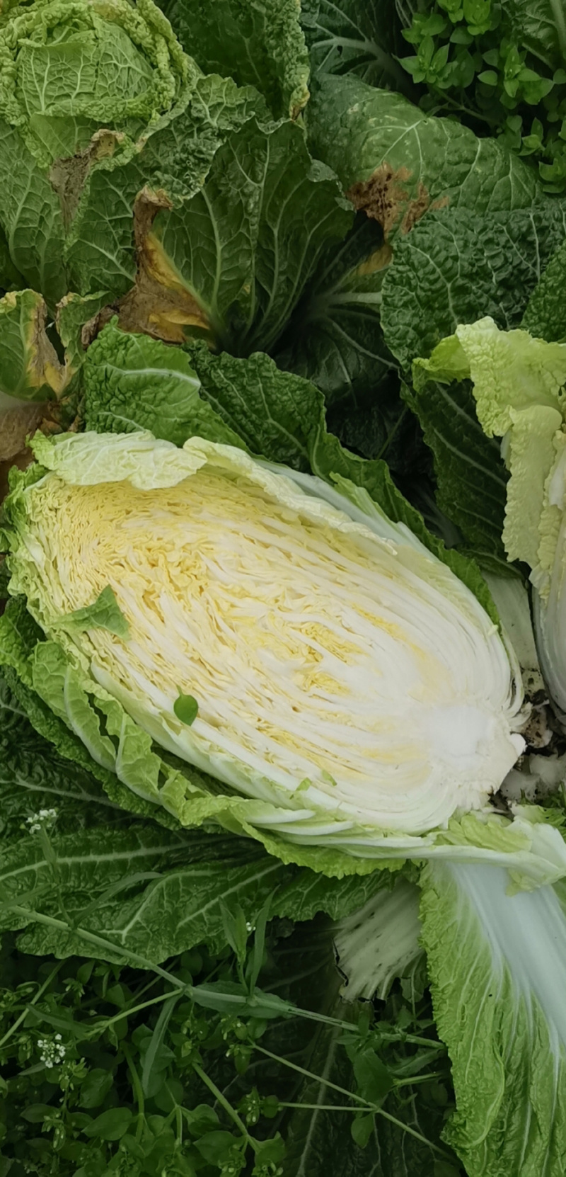 湖北大白菜青杂3号黄心矮颗，产地直供，可在线看好货