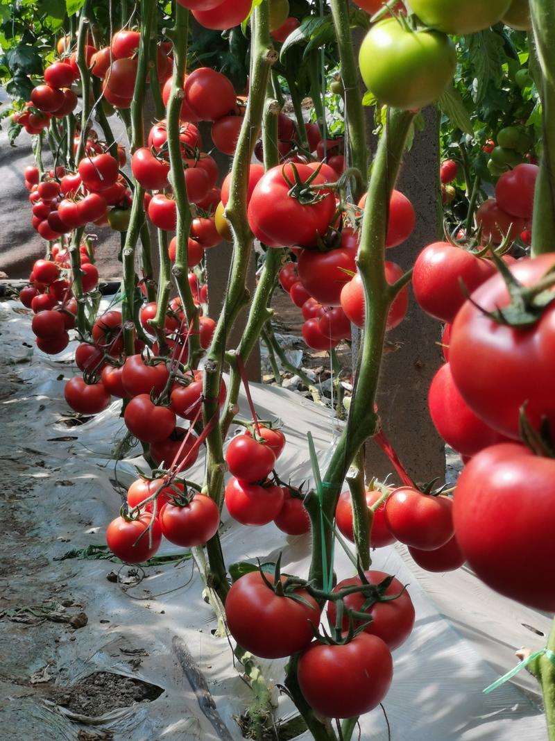 西红柿苗耐热大果耐热抗病毒产量高易管理基地直发