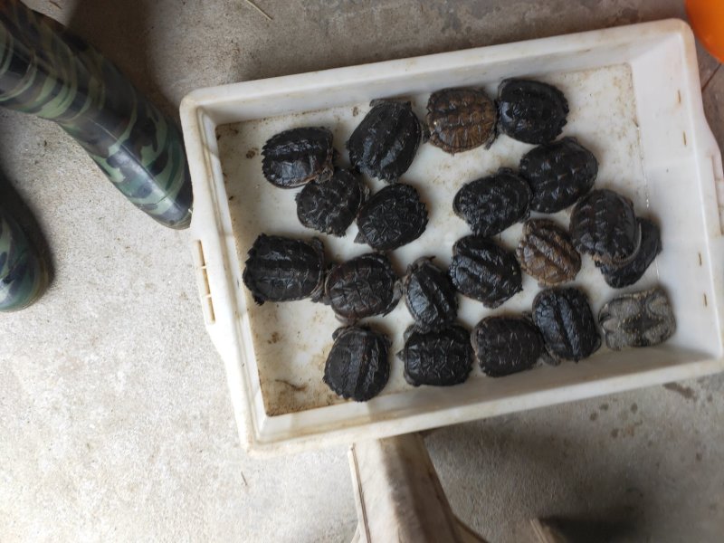 龟鳖类，鳄鱼龟，种龟，商品龟，大小都有。
