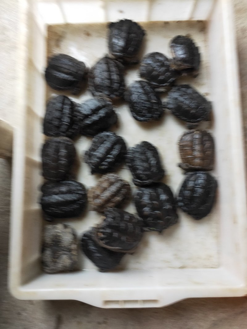 龟鳖类，鳄鱼龟，种龟，商品龟，大小都有。