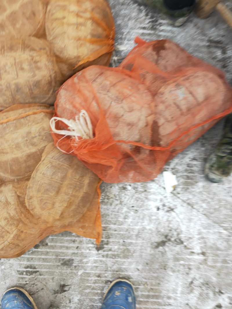 龟鳖类，鳄鱼龟，种龟，商品龟，大小都有。