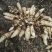 天麻种子种籽种苗/0代种零代种/乌红杂交原种/白麻/米麻