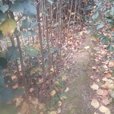 大量出售梨树苗苹果树苗桃树苗，
