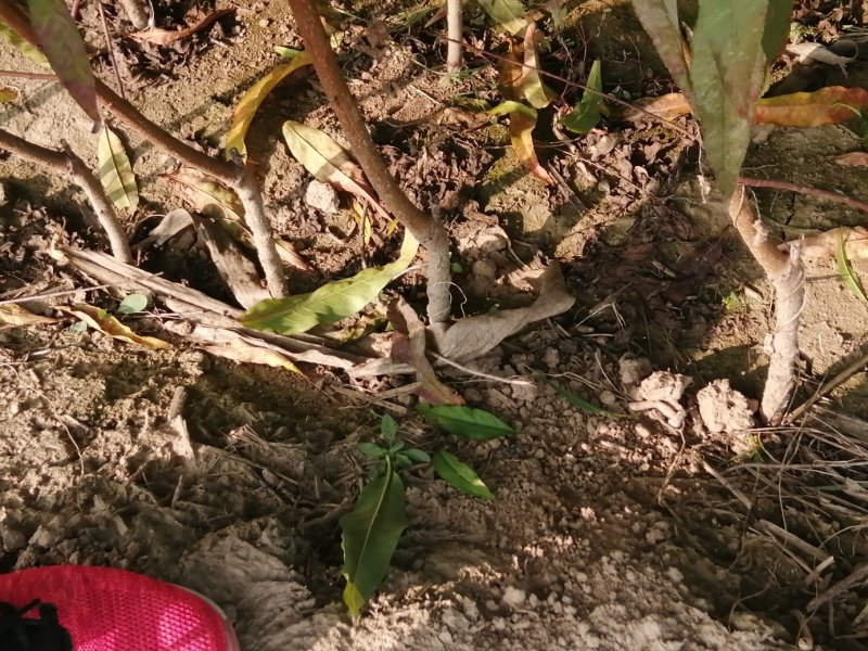 大量出售梨树苗苹果树苗桃树苗，