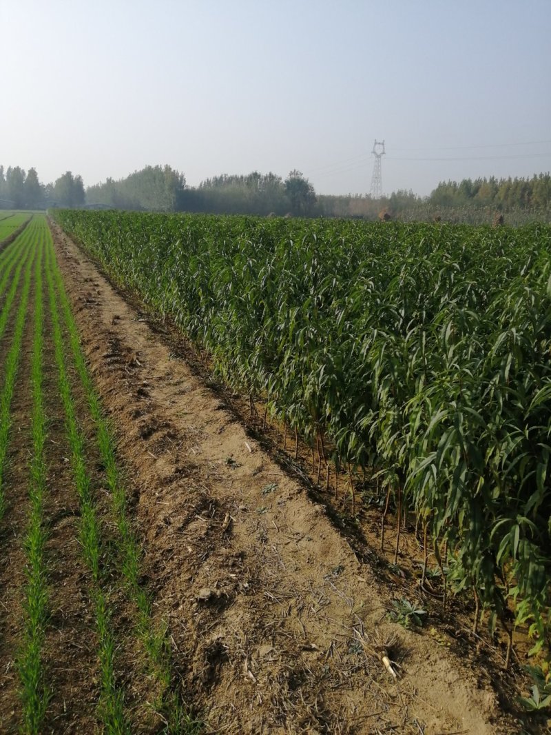 大量出售梨树苗苹果树苗桃树苗，