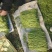 芦蒿（江苏芦蒿)翠绿青蒿，黎蒿，毛蒿质量优