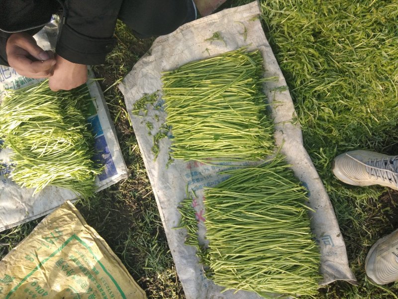 芦蒿（江苏芦蒿)翠绿青蒿，黎蒿，毛蒿质量优