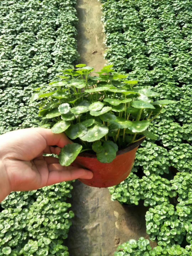 铜钱草，大量现货供应一手货源全国发货150盆