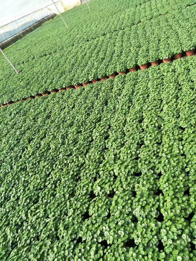 铜钱草，大量现货供应一手货源全国发货150盆