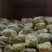 芦蒿以上欢迎咨询价格可谈质量保证