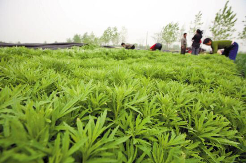 芦蒿以上欢迎咨询价格可谈质量保证