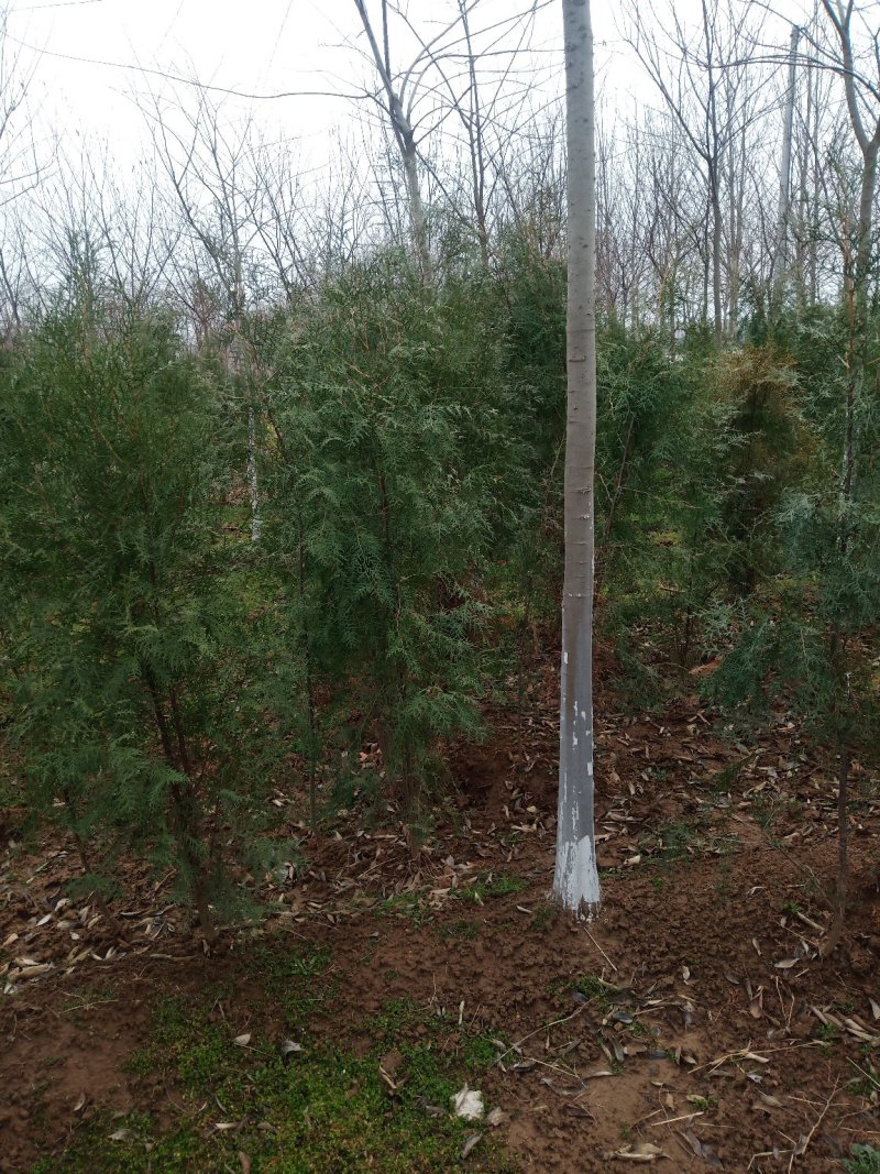 侧柏，1.5........3米，部分是腾地处理