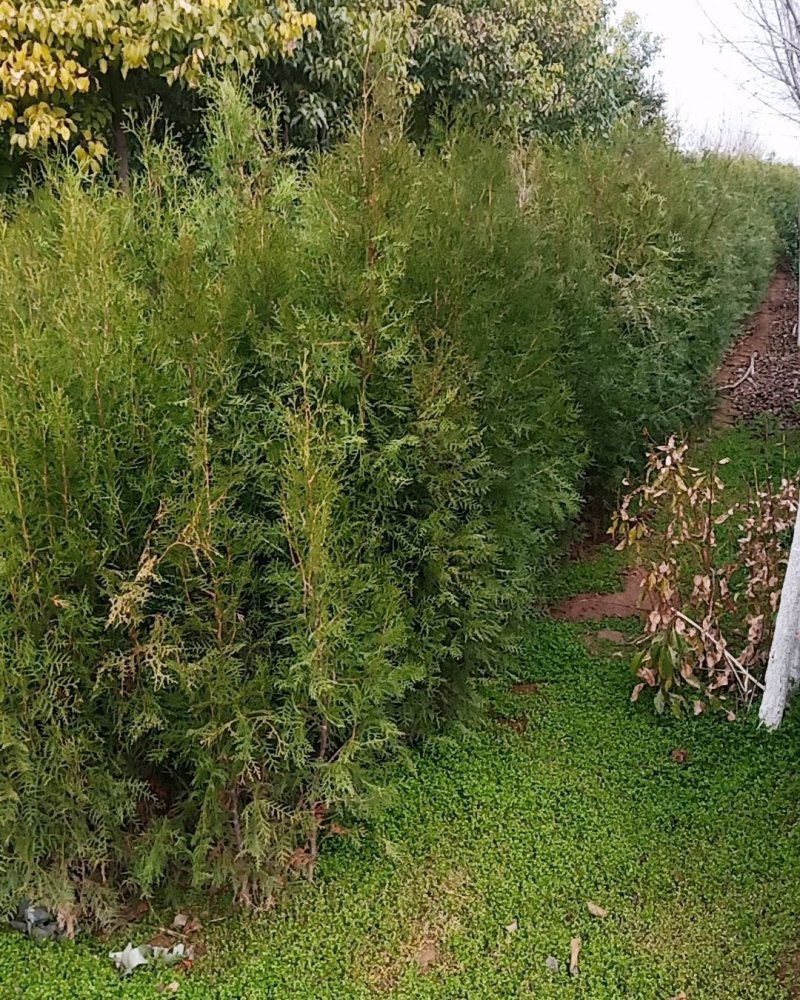 侧柏，1.5........3米，部分是腾地处理