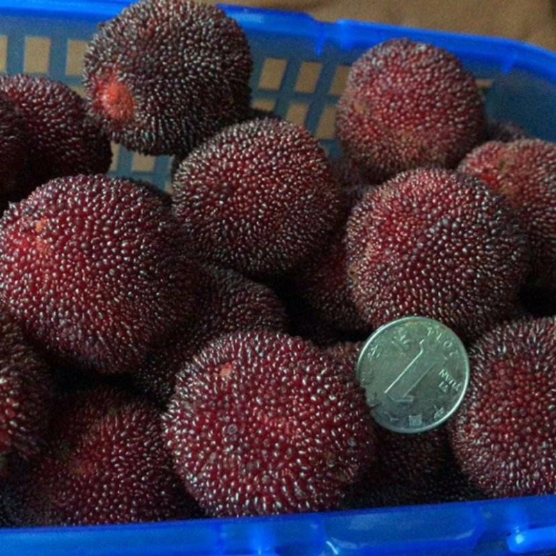 嫁接东魁杨梅树苗耐寒南方北方种植果树苗包成活当年结果