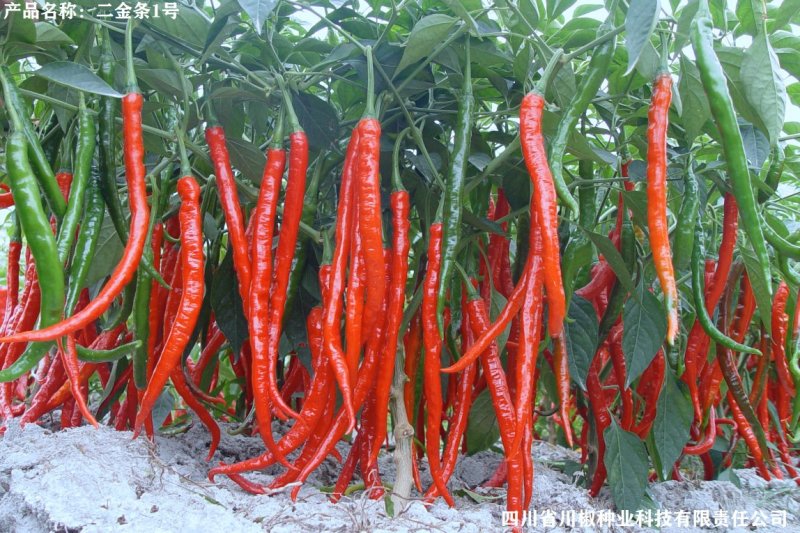 四川辣椒种子川椒种业干椒1号10g/袋