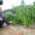 四川辣椒种子川椒种业干椒1号10g/袋