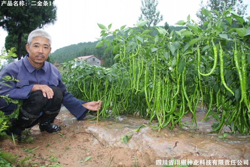 四川辣椒种子川椒种业干椒1号10g/袋