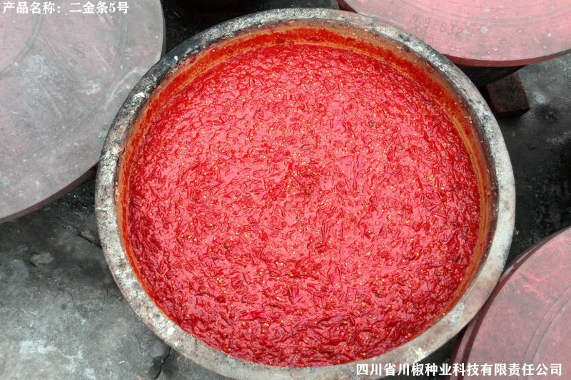 四川辣椒种子川椒种业干椒1号10g/袋