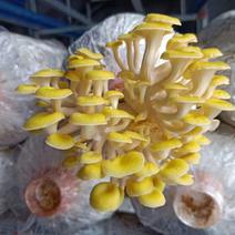 新鲜黄金菇(愉黄蘑)