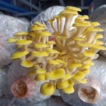 新鲜黄金菇(愉黄蘑)