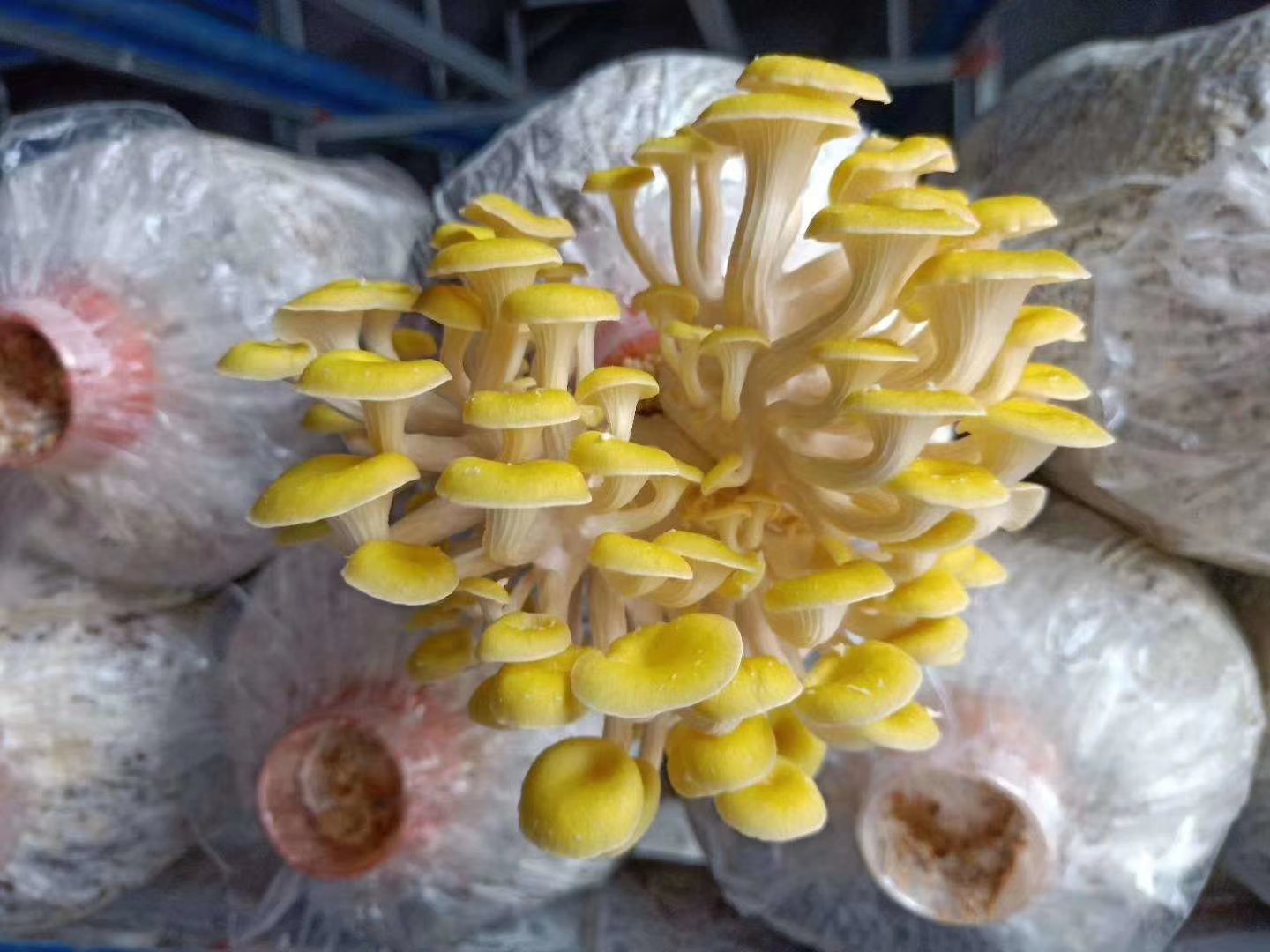 新鲜黄金菇愉黄蘑
