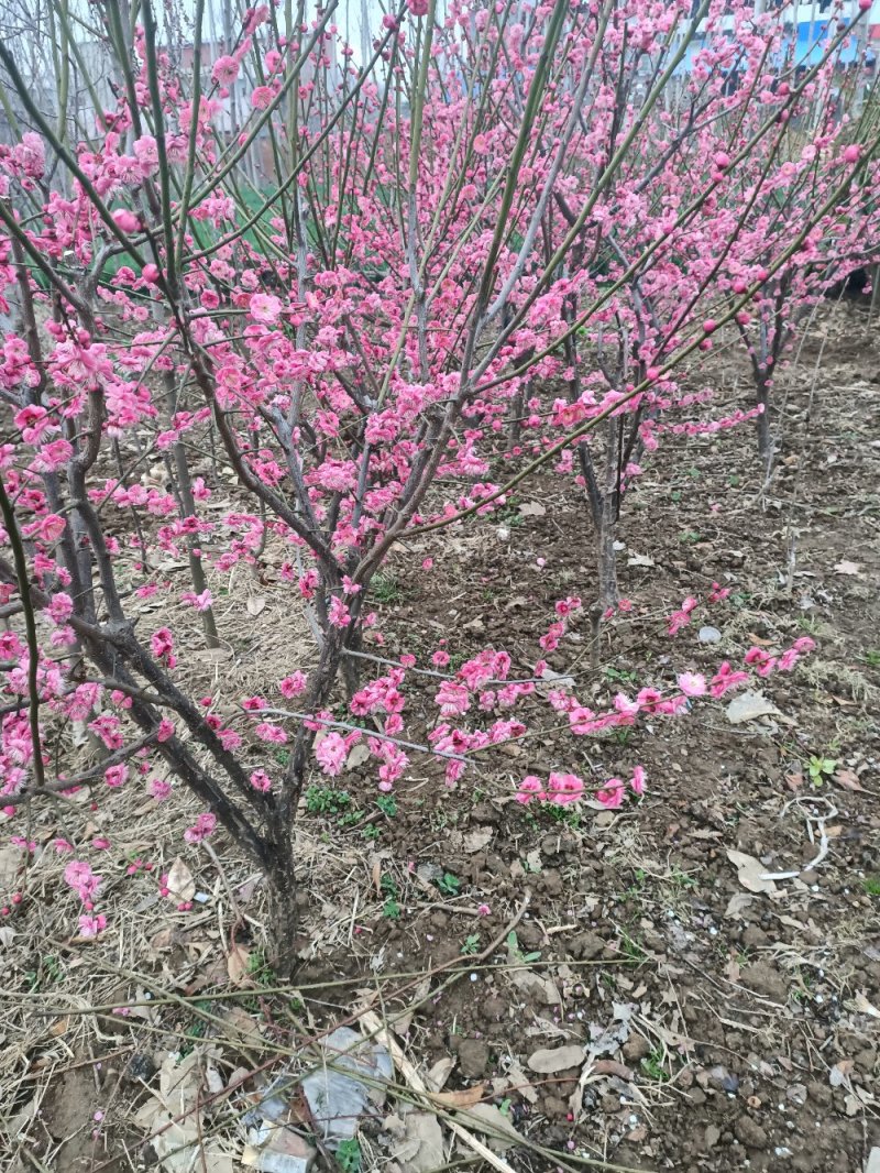 河南省泌阳县腊梅.梅花.干枝梅(从3公分一10公分)都有