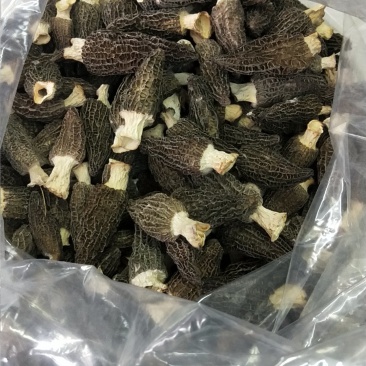 四川剪炳羊肚菌各种规格抛