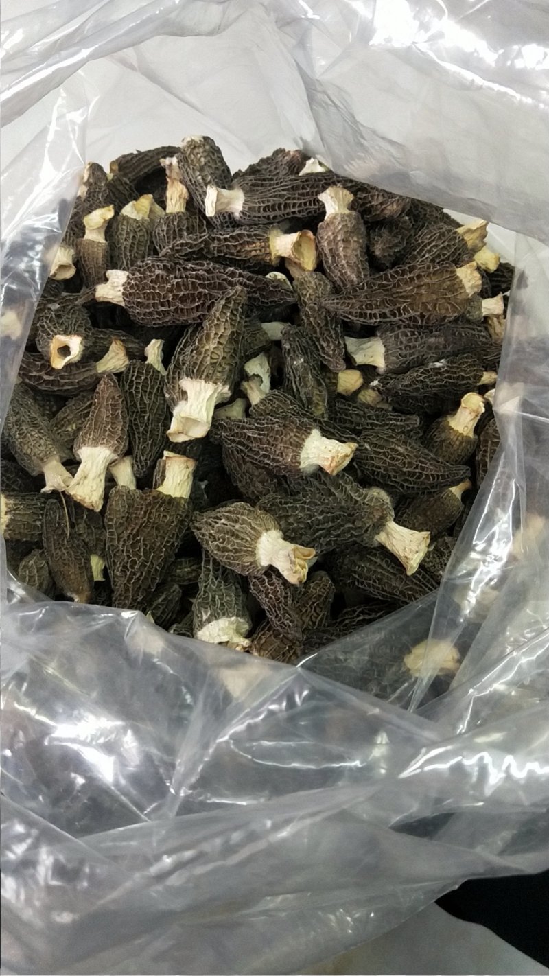 四川剪炳羊肚菌各种规格抛