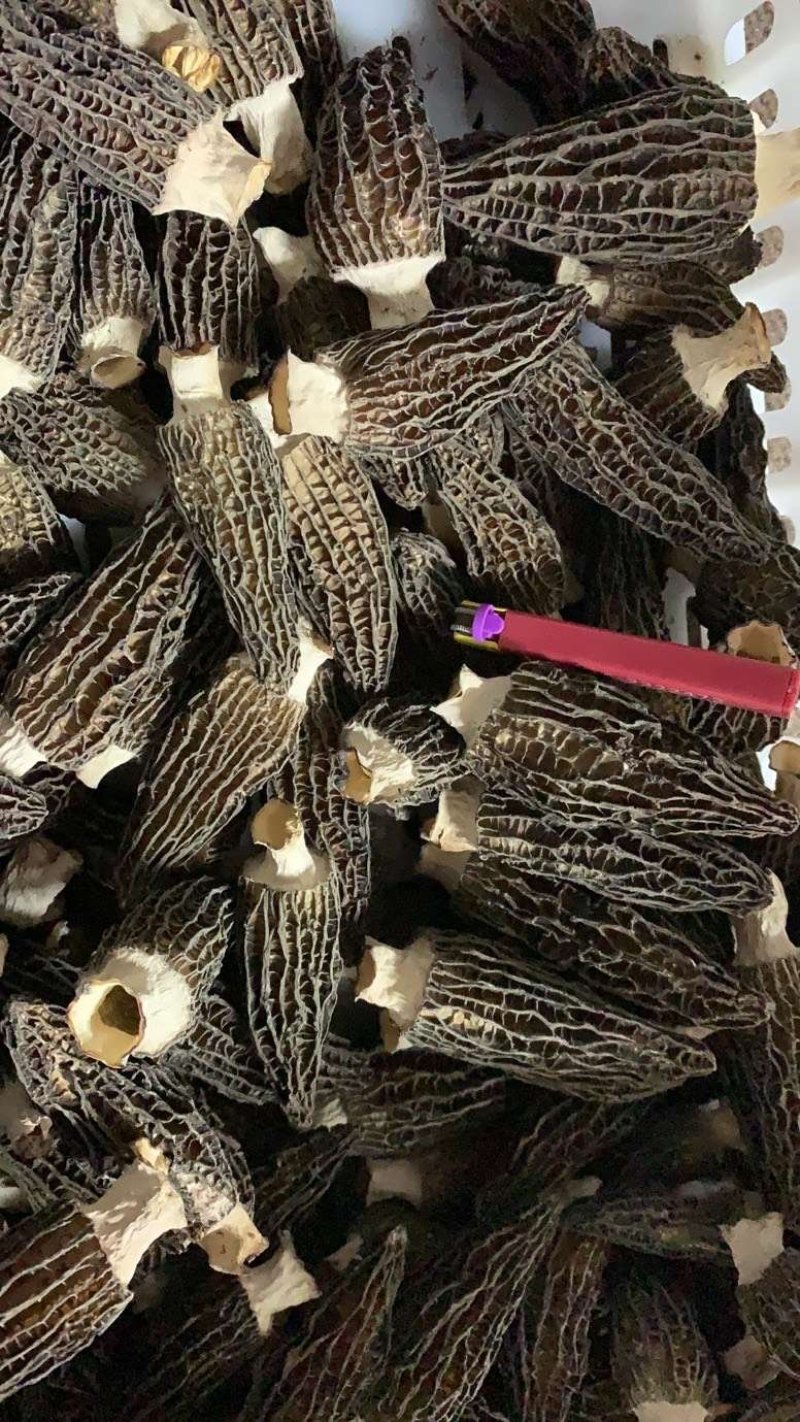 四川剪炳羊肚菌各种规格抛