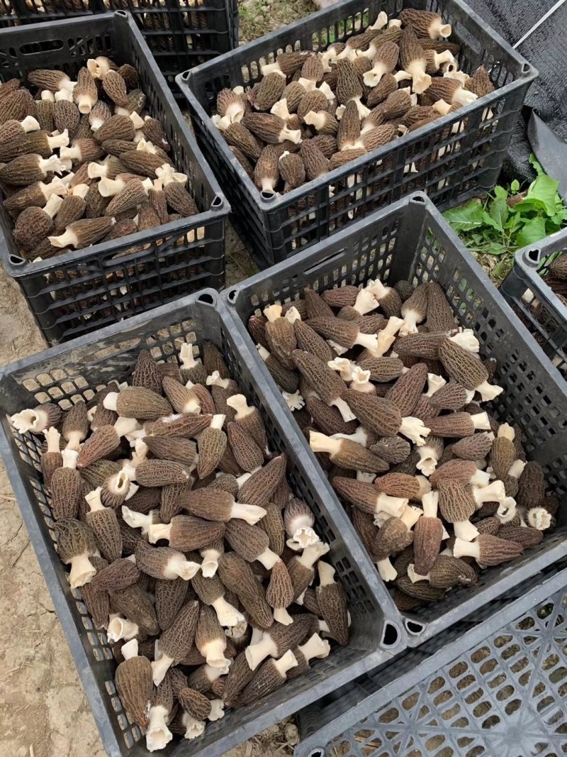 四川剪炳羊肚菌各种规格抛
