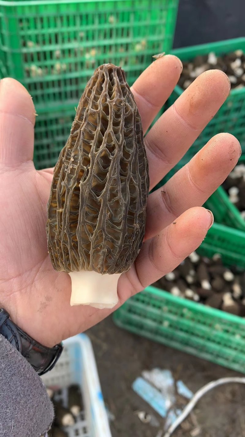 四川剪炳羊肚菌各种规格抛