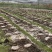 四川剪炳羊肚菌各种规格抛