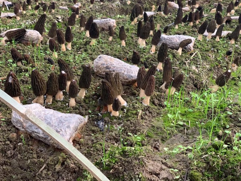 四川剪炳羊肚菌各种规格抛