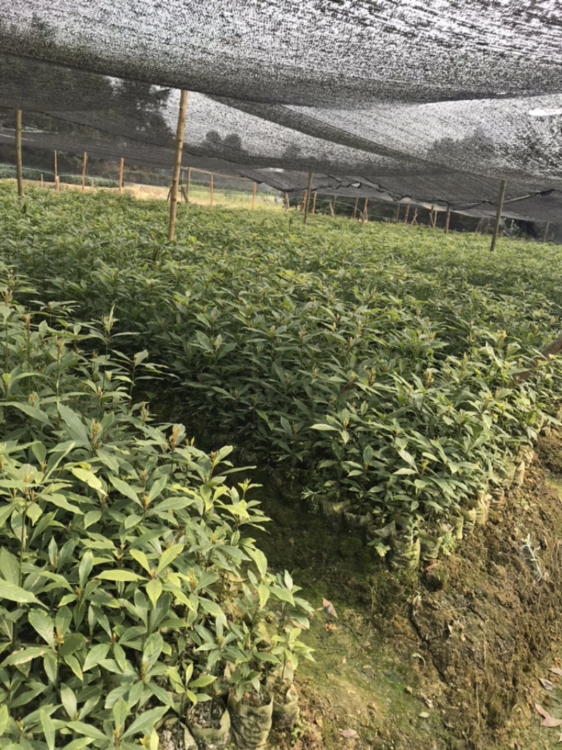 桢楠（纯种小叶桢楠）13×13