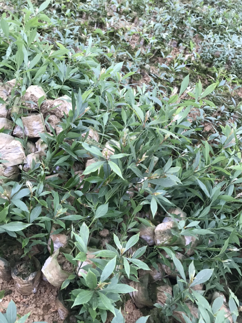 桢楠（纯种小叶桢楠）13×13