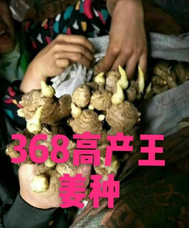 广西大黄姜姜种二黄姜【提供种植技术【全国发货】368高产