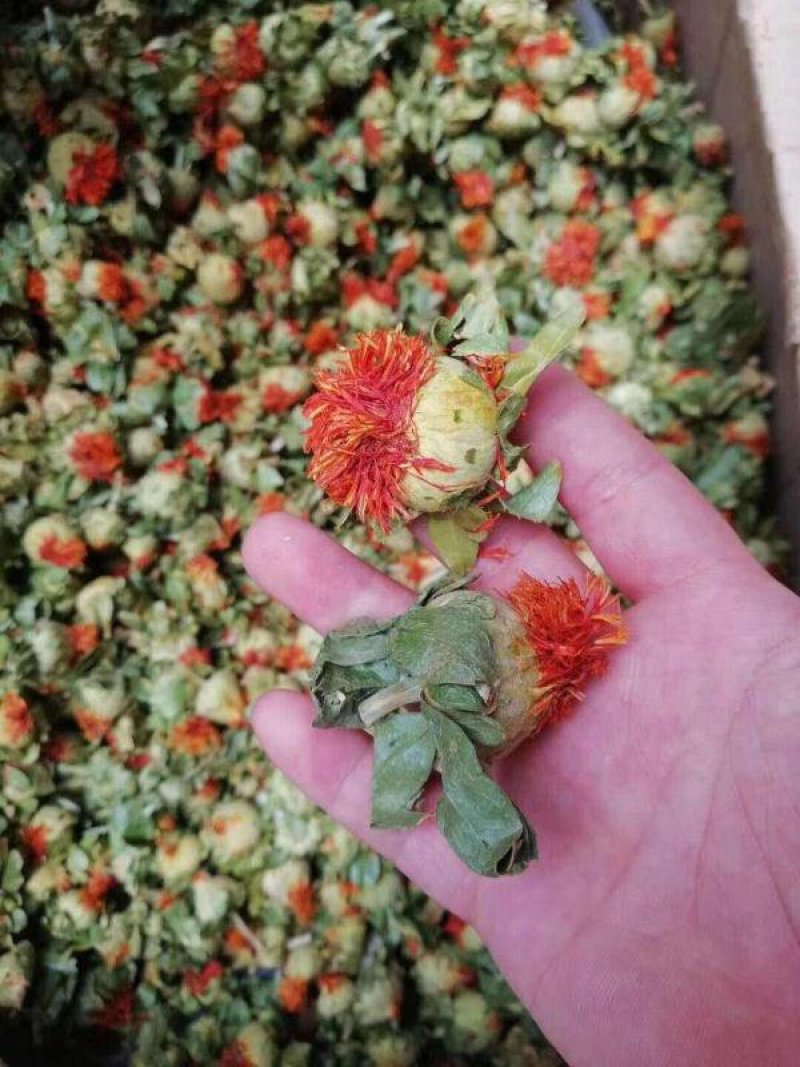 四季红花朵花红叶绿藏红花买就送录音