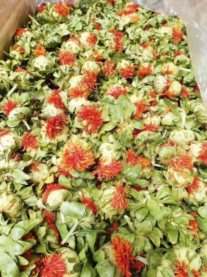 四季红花朵花红叶绿藏红花买就送录音