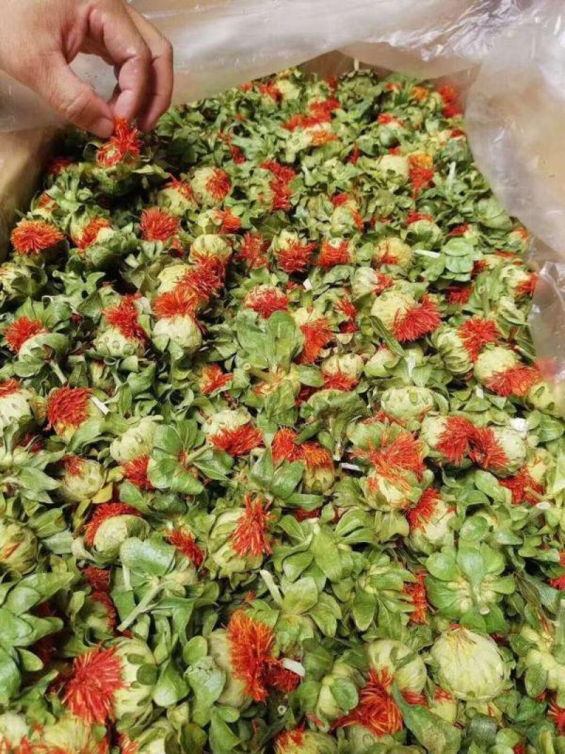 四季红花朵花红叶绿藏红花买就送录音