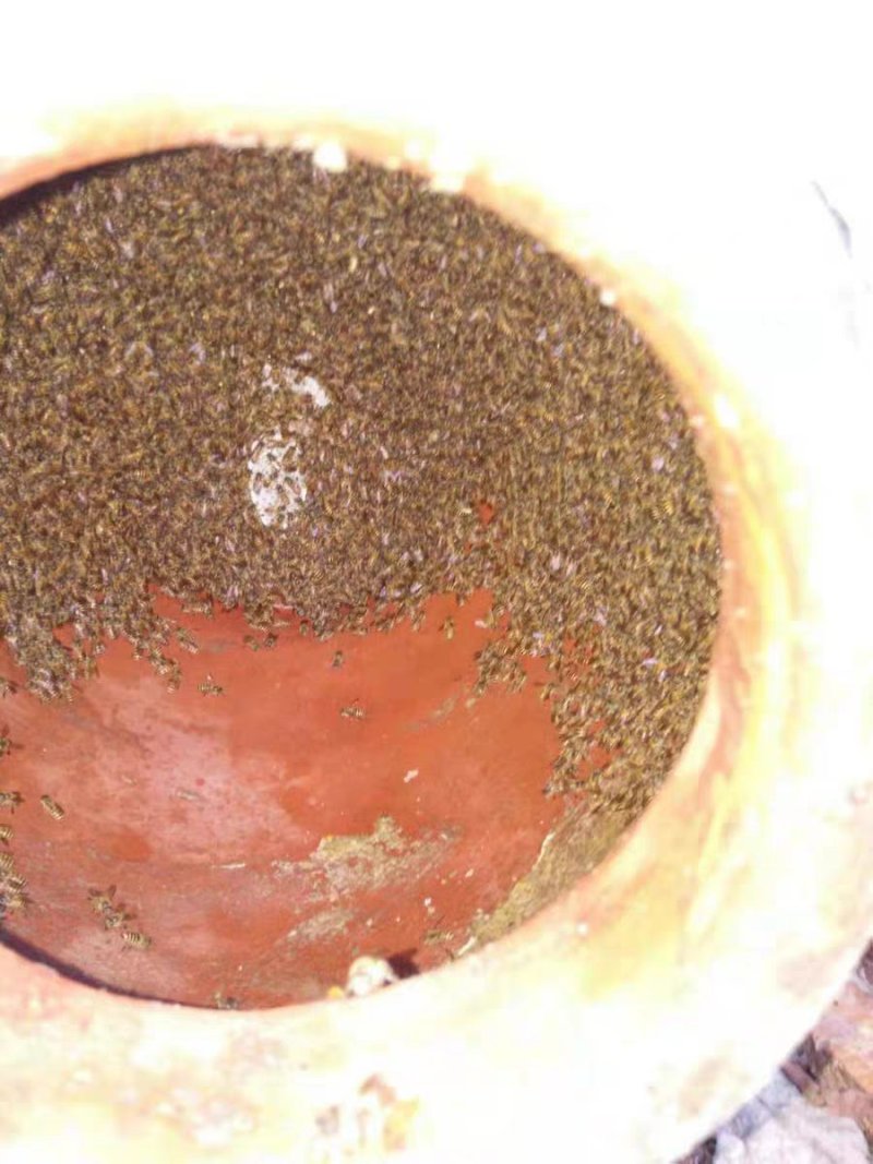 招蜂水诱蜂水蜜蜂信息素神奇引蜂水蜜蜂野外诱蜜蜂工具招蜂引