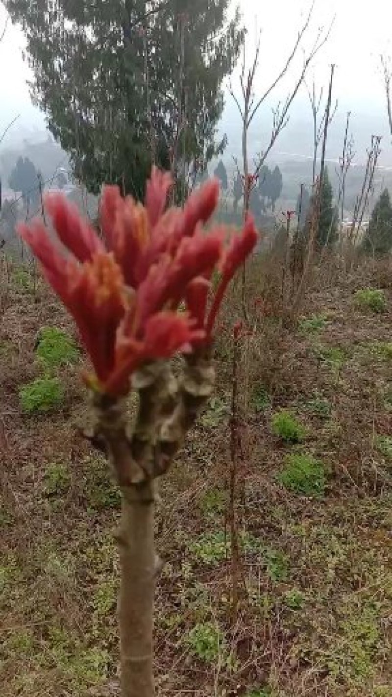 香椿芽