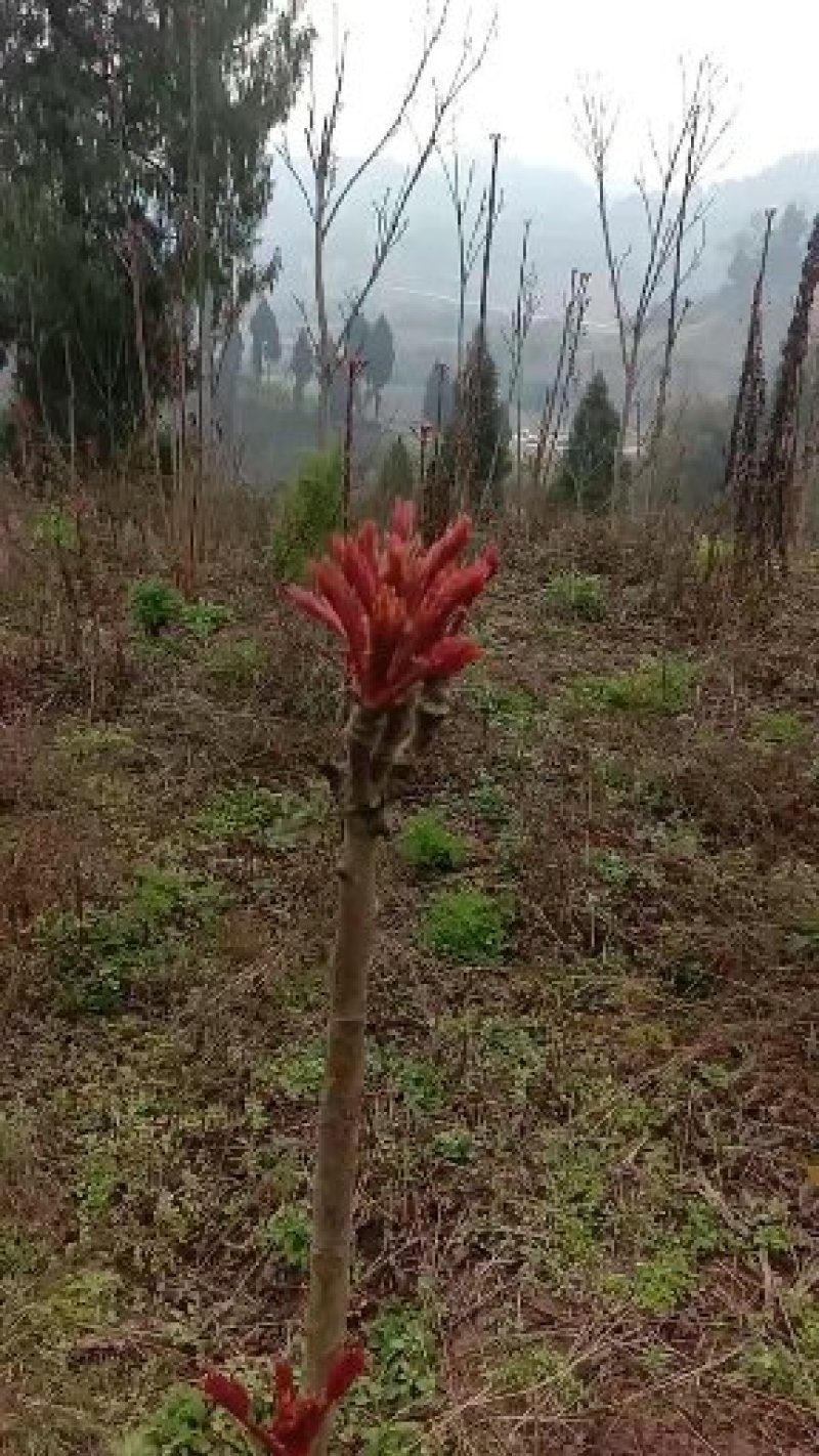 香椿芽