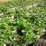 绣球老桩耐寒无尽夏绣球花苗盆栽八仙花阳台庭院