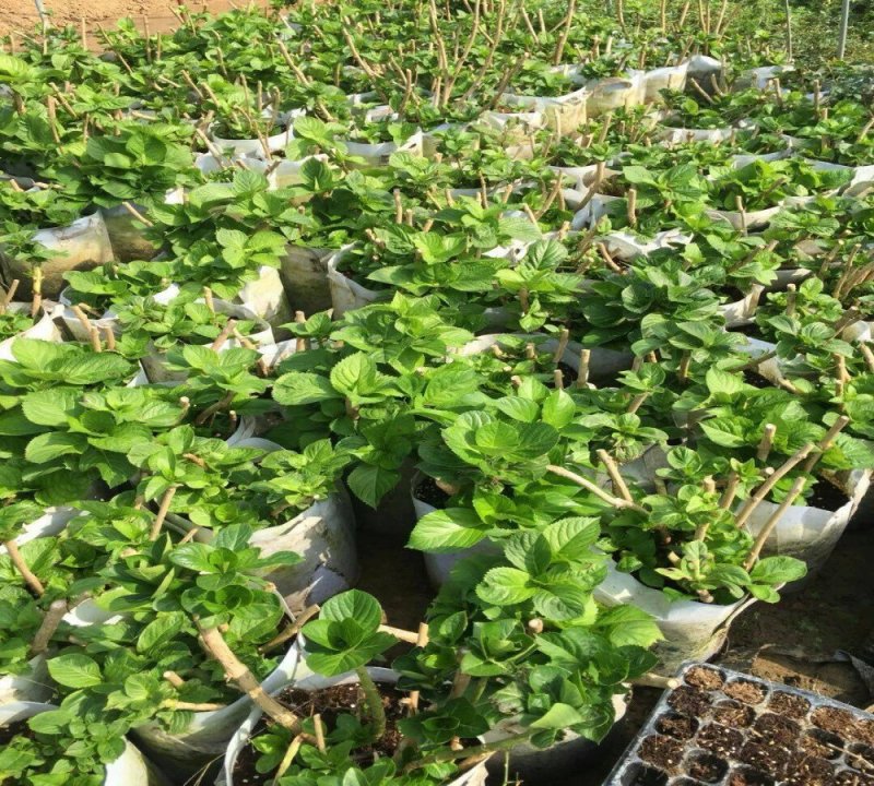 绣球老桩耐寒无尽夏绣球花苗盆栽八仙花阳台庭院
