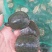 外塘冷水西锦龟20-50大量有货