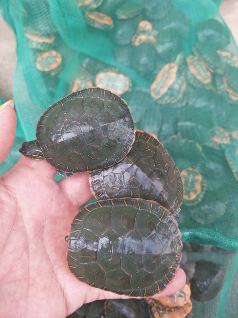 外塘冷水西锦龟20-50大量有货