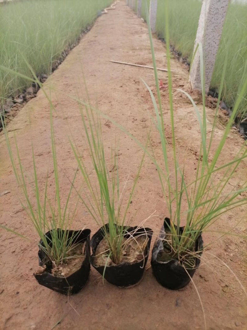 画眉草基地直供一手货源欢迎选购品种齐全
