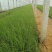画眉草基地直供一手货源欢迎选购品种齐全