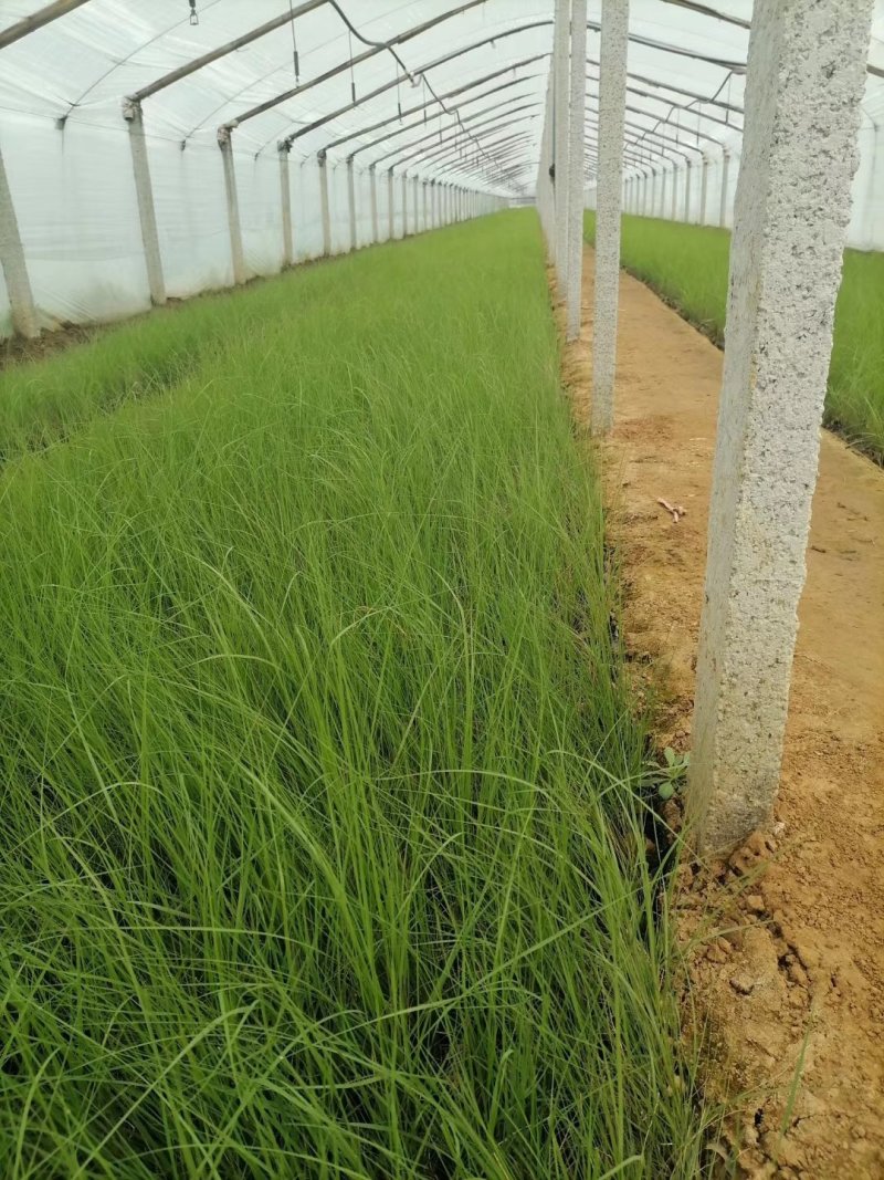 画眉草基地直供一手货源欢迎选购品种齐全